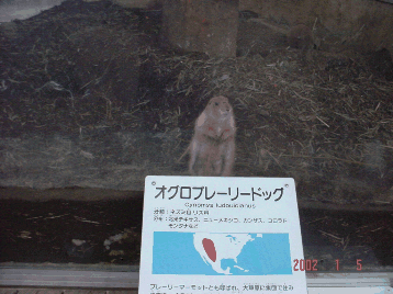 �u�����p�H�v