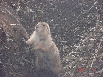 �u���́H�v