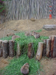 �����ς����܂���