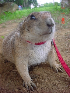 �_�O��������