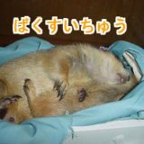 ももといえども